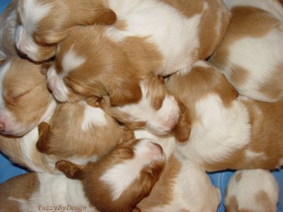 048 warm and fuzzy puppy pile day 19