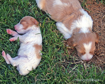 IMG_4570 waldo snoozes