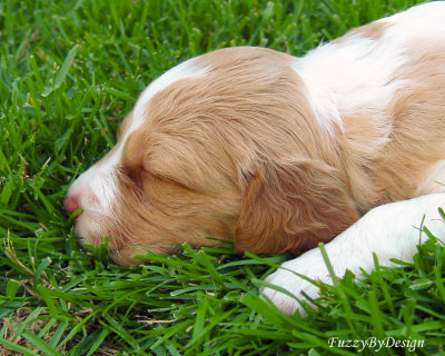 DSC00379 ZZZZZZZZ