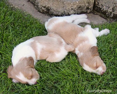 DSC00389 two snooze
