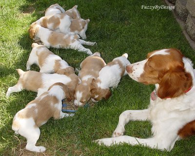 DSC00597 Puppy Pig Out