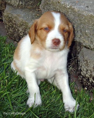 DSC00620 blue eyes at 5 weeks