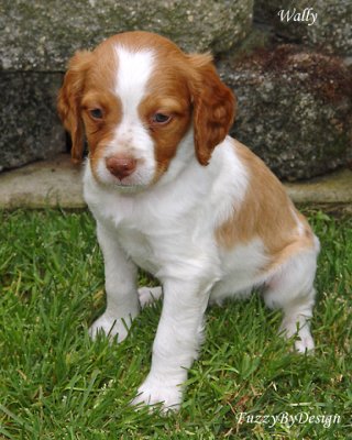 DSC00924 Wally