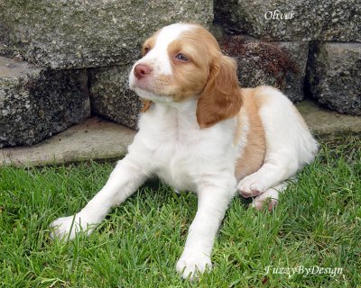 DSC00929 Oliver