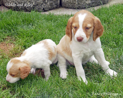 DSC00951 Waldo and Riley