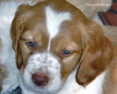 DSC00820 Rebel closeup