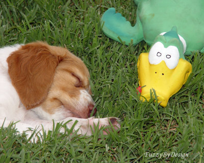 DSC00971 Duckered out