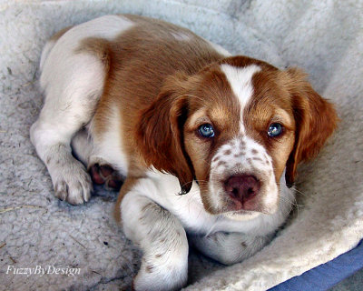 DSC01113 bedroom eyes