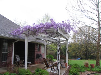 Wisteria