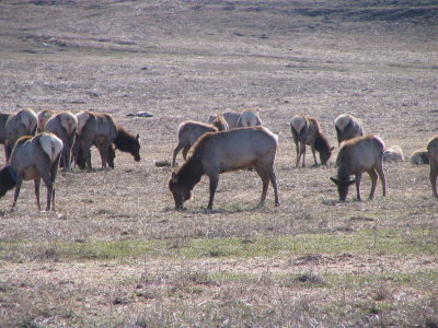 Elk in WInter Feeding area