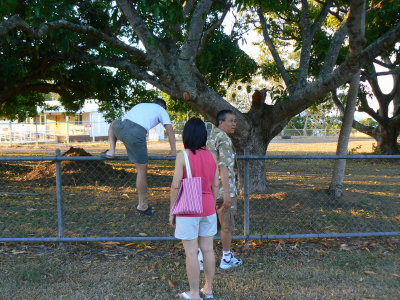 Jumping the Fence for Mango (P1010524.JPG)