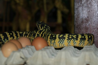IMG_5088.JPG