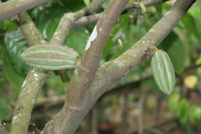Fruit of Cacao (IMG_5880.JPG)