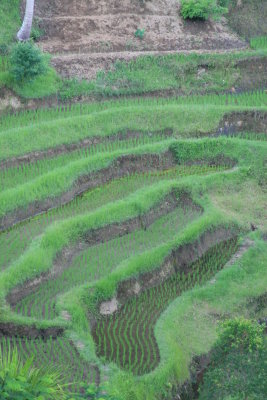 Rice TerracesIMG_5944.JPG