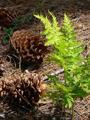 Ferns And Cones (P1020517.JPG)