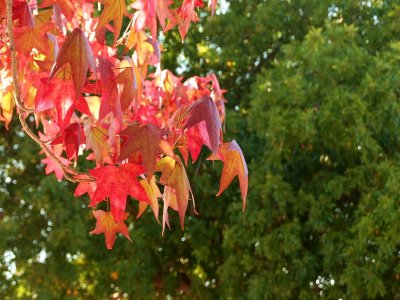 : Fall Colors :