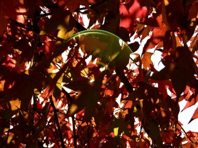 : Fall Colors :