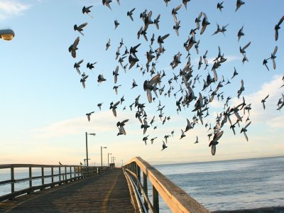 Goleta Beach in California