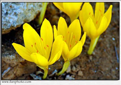 Flowers from 2003