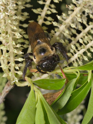 Large Carpenter Bee 2