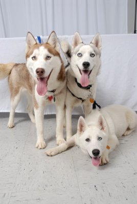 Three Huskies 04.JPG