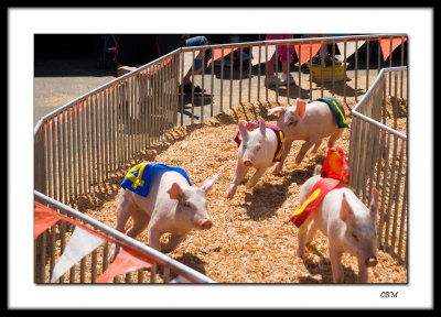 Pig race at the local fair