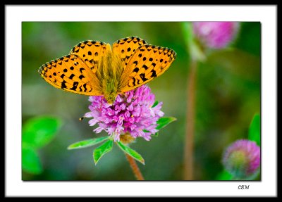 Butterfly on clover