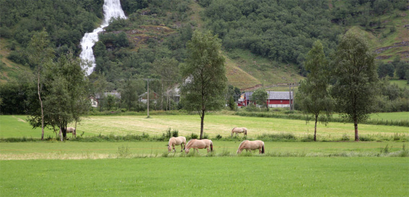 The dun-colored Norwegian fjord horse has been in Norway for over four millenia.