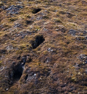 Fresh human footprints in the squishy tundra