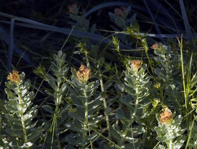 Sea milk-wort (primrose family)  (Right?)