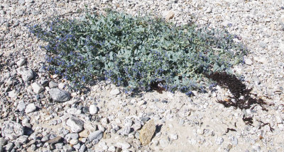 Oysterplant, rare this far north (68 degrees)