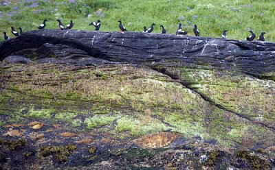 Black guillemots, the penguins of the Arctic (genetic cousins)