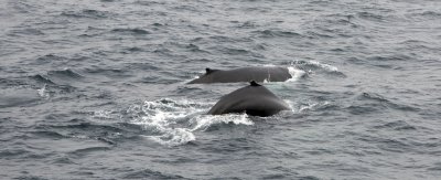 A pair of humpback whales welcomed us at the edge of the continental shelf.