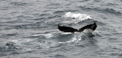 Humpback whale diving