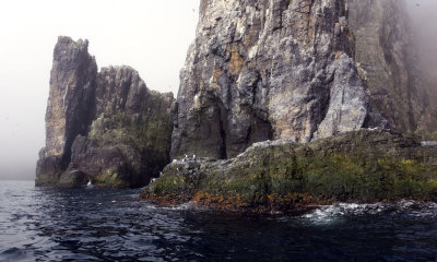 These cliffs are home to (top to bottom) puffins, fulmars, guillemots, and kittiwakes.