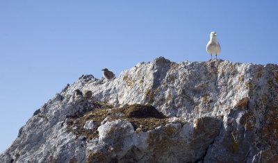 A glaucous gull and three chicks resented our presence.