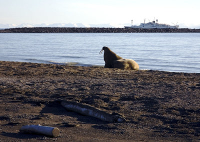 Walruses!