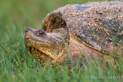 Snapper Up Close