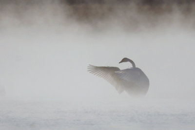 Trumpeter Swan