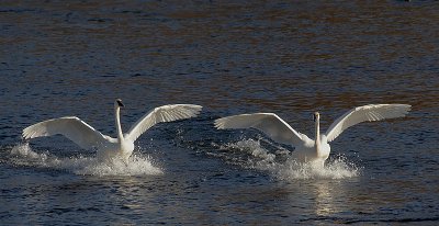 Trumpeter Swan