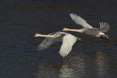 Trumpeter Swan