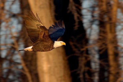 Bald Eagle in Morning Light