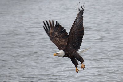 Bald Eagle