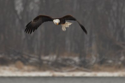 Bald Eagle