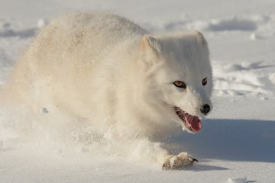 Arctic Fox