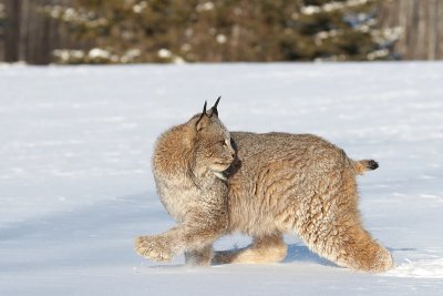 Lynx