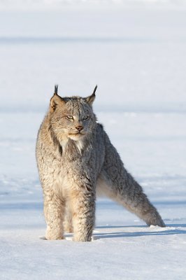 Lynx