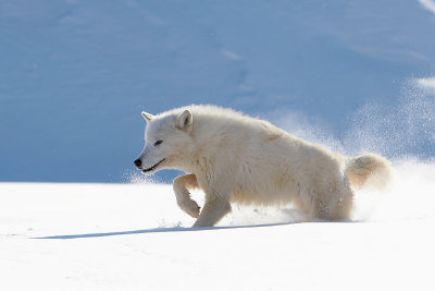 Arctic Wolf in Deep Snow