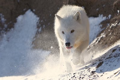 Arctic Wolf