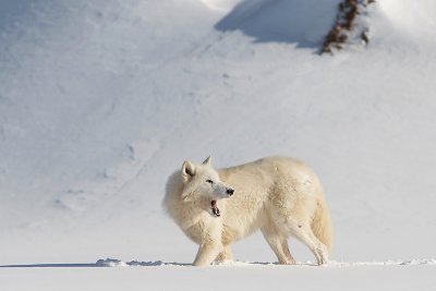 Arctic Wolf